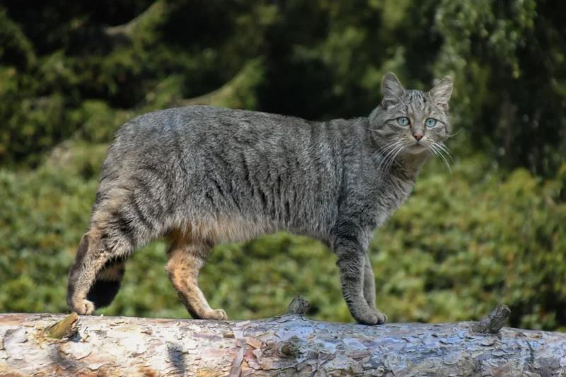 Aspekty prawne posiadania żbika