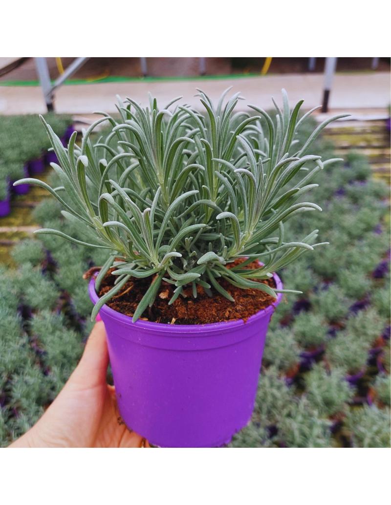 Pielęgnacja lawendy doniczkowej