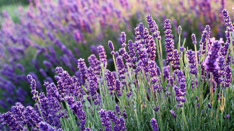 Uprawa lawendy w domu