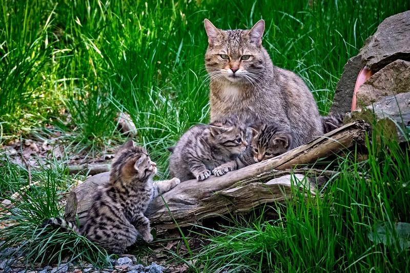 Wymagania środowiskowe dzikich kotów