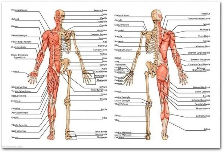 Odkryj tajemnice: jak jest zbudowane nasze ciało?