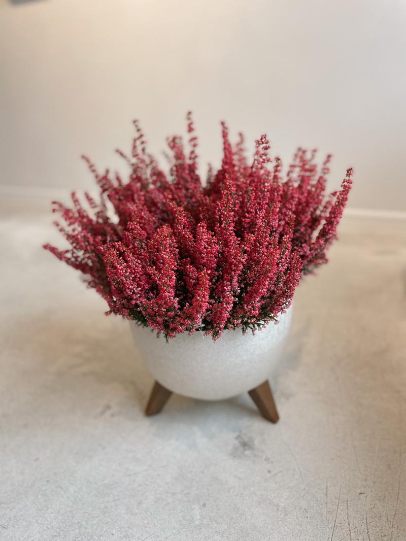 Pielęgnacja wrzośca