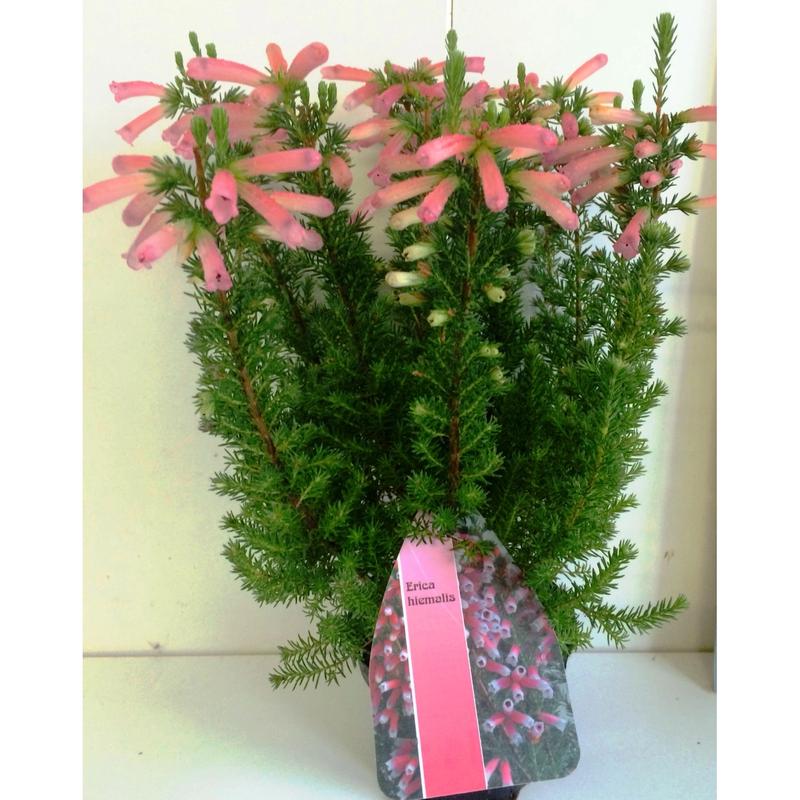 Uprawa wrzośca w mieszkaniu