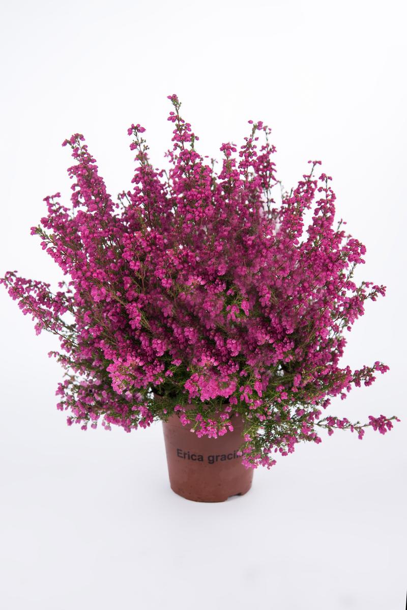 Właściwości zdrowotne wrzośca