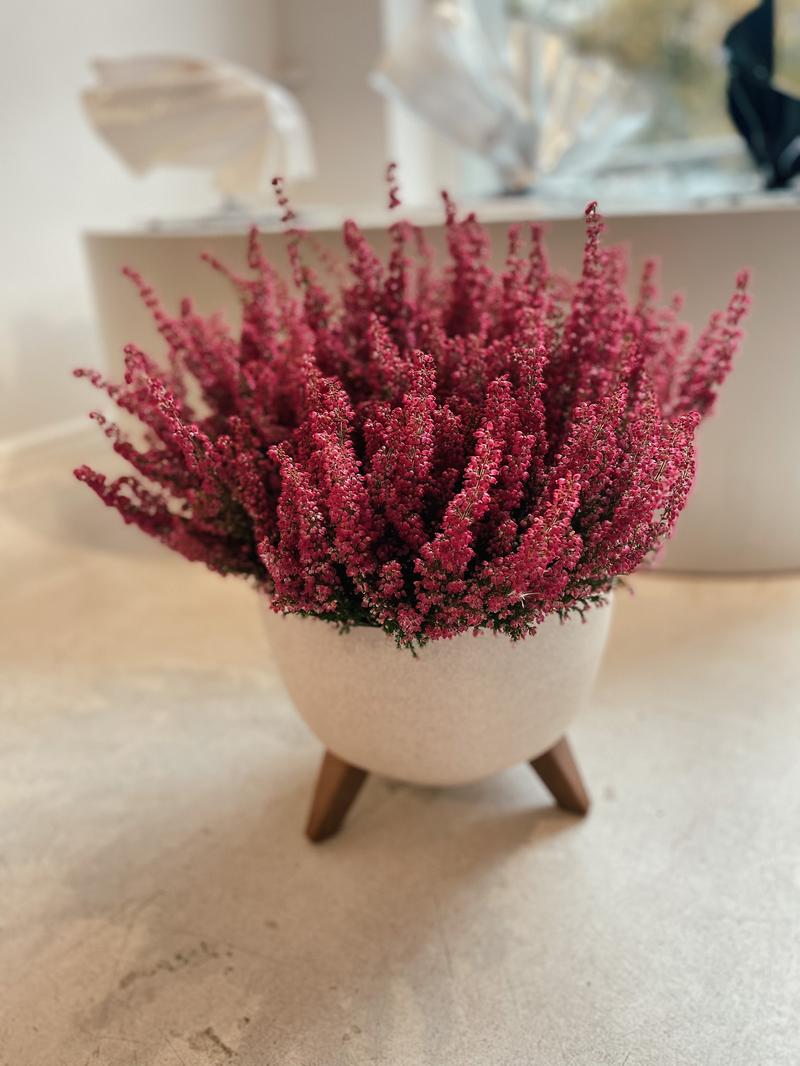 Wrzosiec we wnętrzach