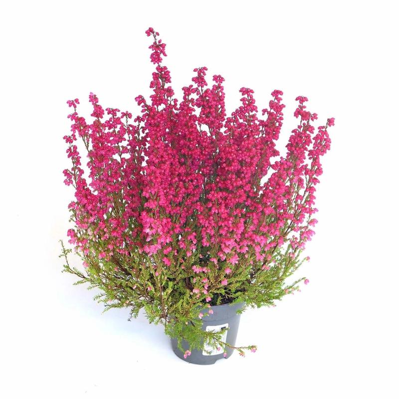 Wrzosiec – czy to odpowiednia roślina do Twojego domu?