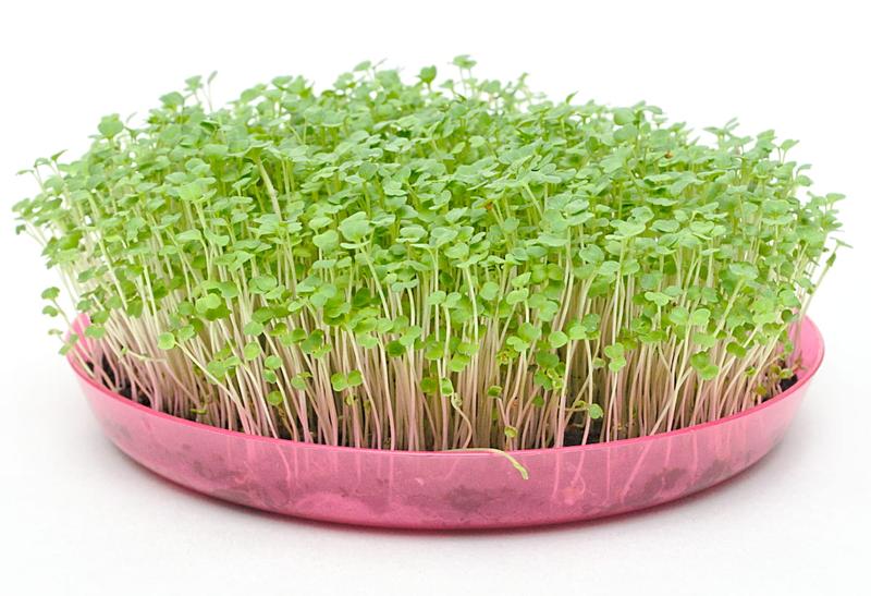 Budowa domu w rukoli