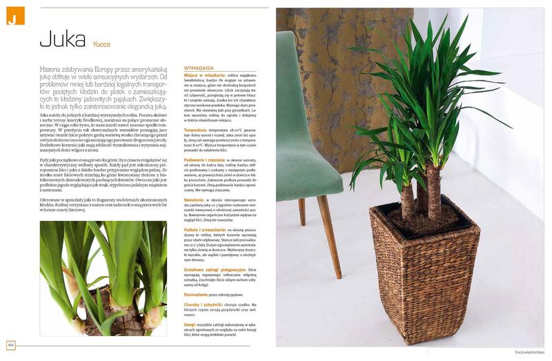 Kwiaty w domu wpływ na atmosferę