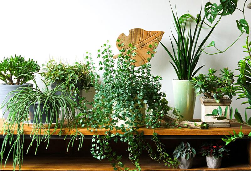 Mity i fakty o roślinach