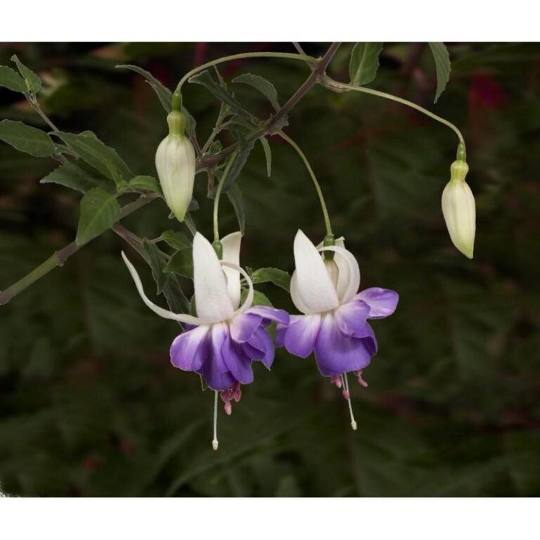 Fuksja w domu – jak zapewnić jej idealne warunki do wzrostu?