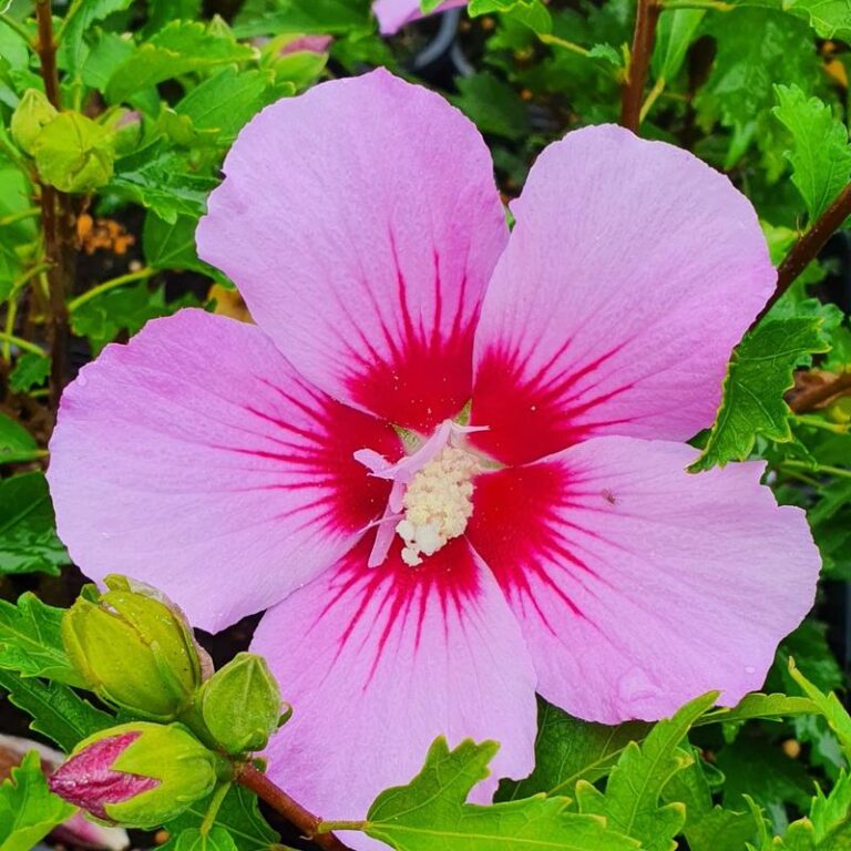 Hibiskus w ogrodzie: Jak zapewnić mu przetrwanie zimy?