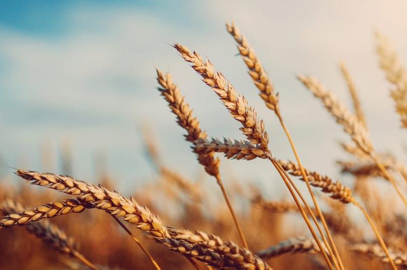 Rozmiary i klasyfikacja worków zbożowych