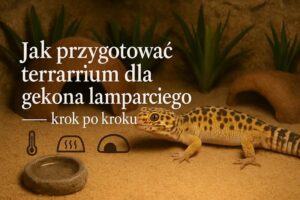 Stwórz idealne miejsce dla swojego gekona: poradnik budowy terrarium