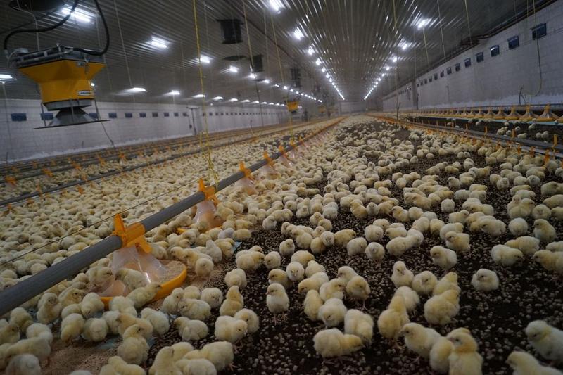 Kurnik dla brojlerów