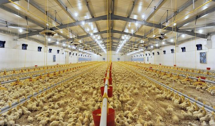 Jak obliczyć koszt budowy kurnika dla brojlerów – poradnik dla przyszłych hodowców