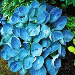 Jakie rośliny najlepiej komponują się z hostami w ogrodzie?